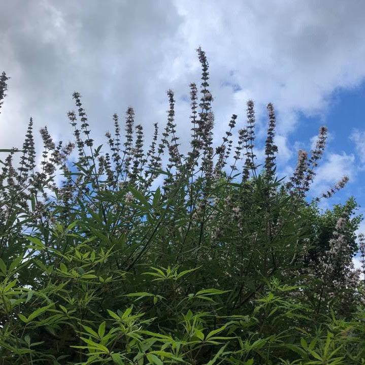 Vitex agnus-castus Alba 2