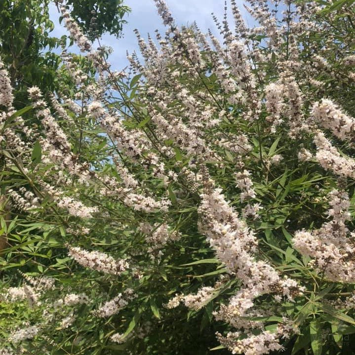 Vitex agnus-castus Salinas Pink 2