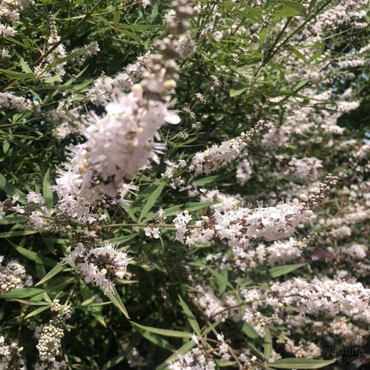 Vitex agnus-castus Salinas Pink 3
