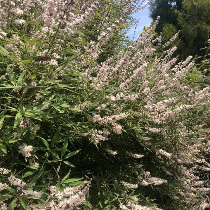 Vitex agnus-castus Salinas Pink 4