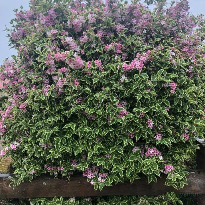 Weigela florida Variegata