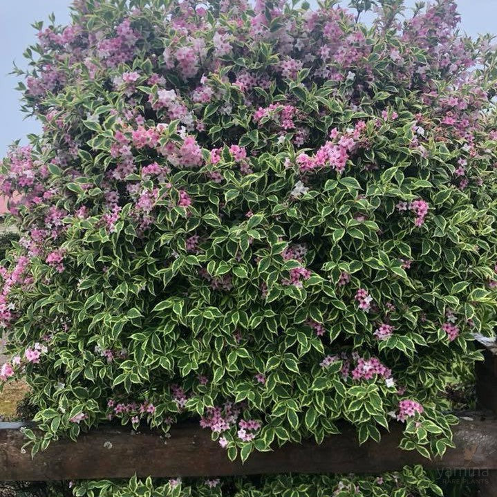 Weigela florida Variegata 2