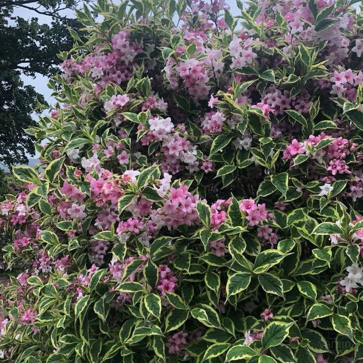 Weigela florida Variegata 4