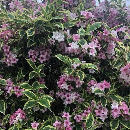 Weigela florida Variegata 5