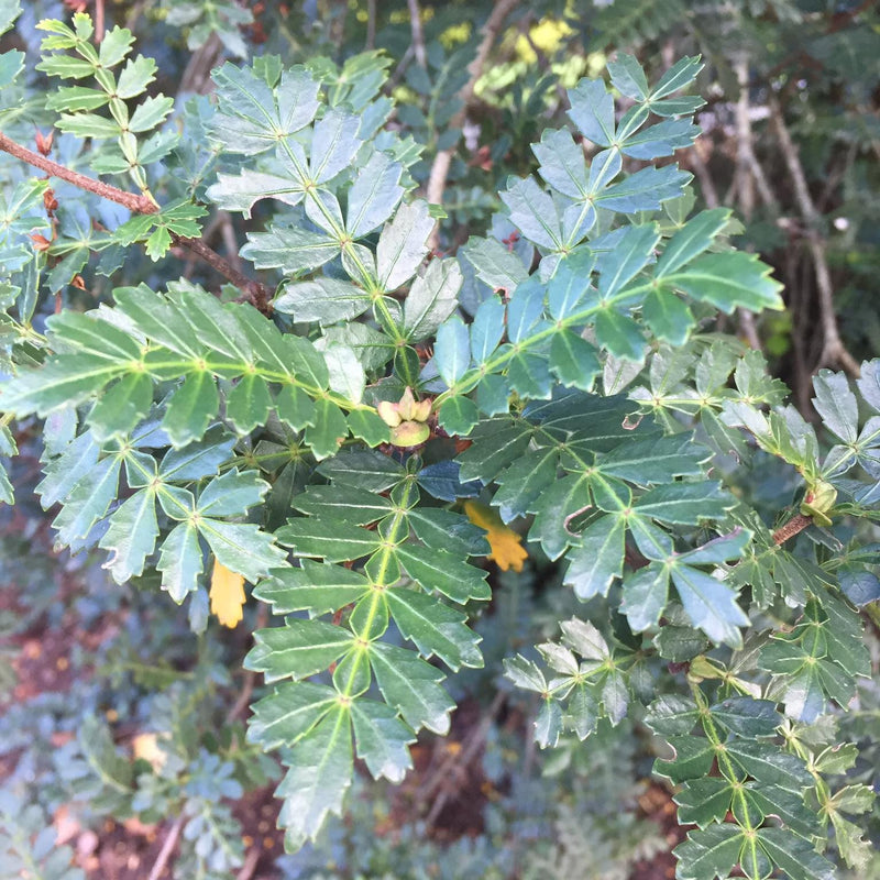 Weinmannia trichosperma