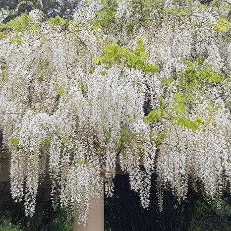 Wisteria floribunda Alba 1