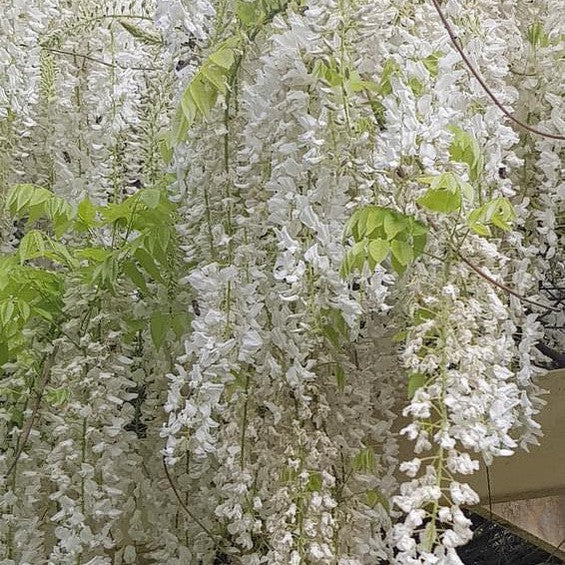 Wisteria floribunda Alba 2