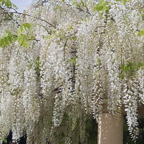 Wisteria floribunda Alba 3