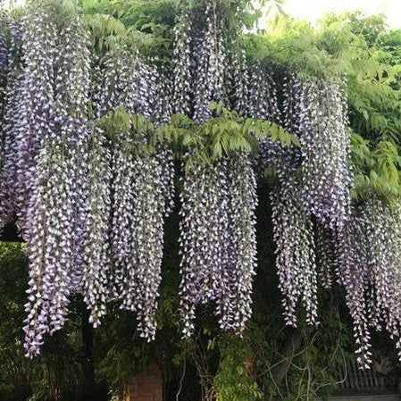 Wisteria floribunda Macrobotrys (Purple Patches) 1