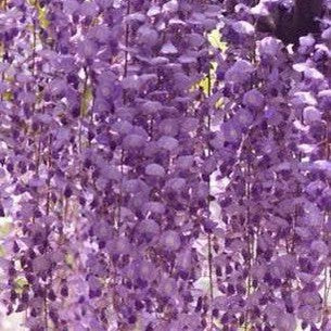 Wisteria floribunda Royal Purple