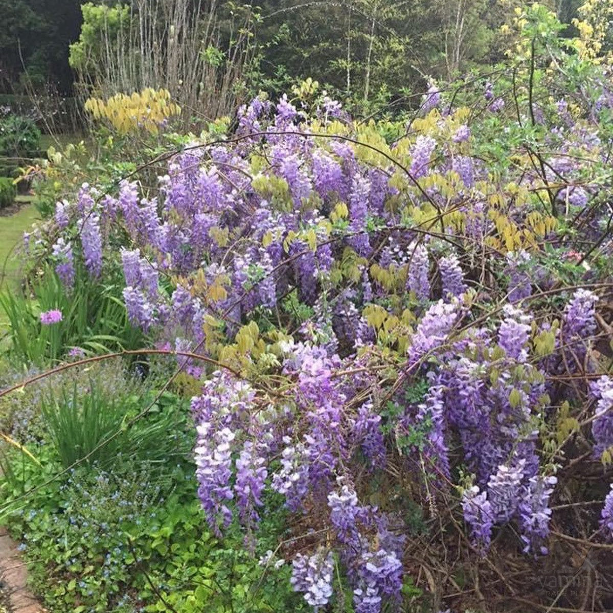 Wisteria floribunda Violacea Flore Plena (Black Dragon) 2