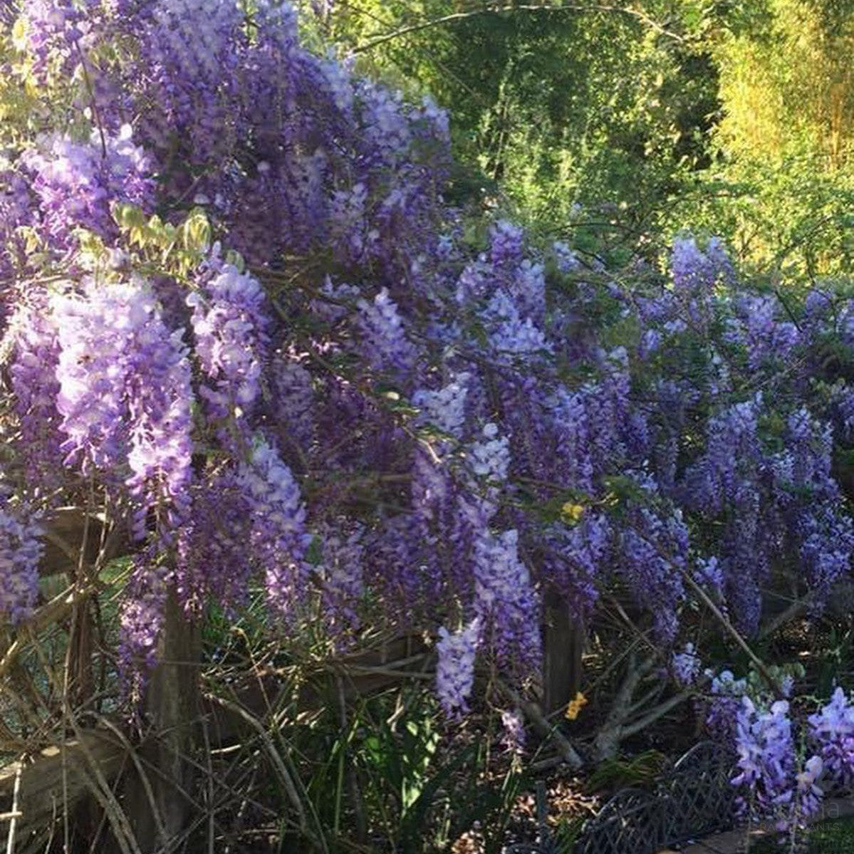 Wisteria floribunda Violacea Flore Plena (Black Dragon)