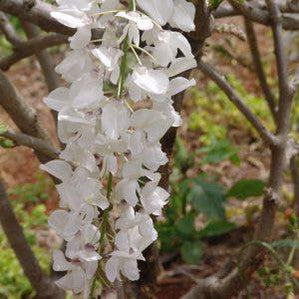Wisteria sinensis Alba 1