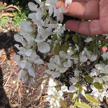 Wisteria sinensis Jako 1
