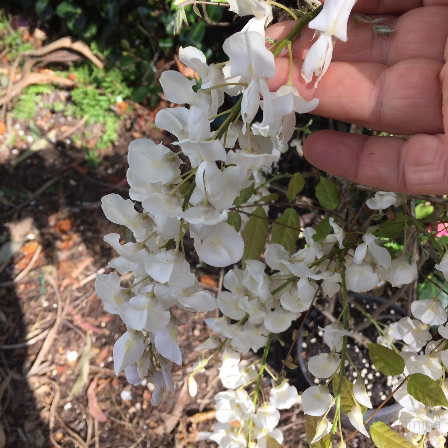 Wisteria sinensis Jako 2