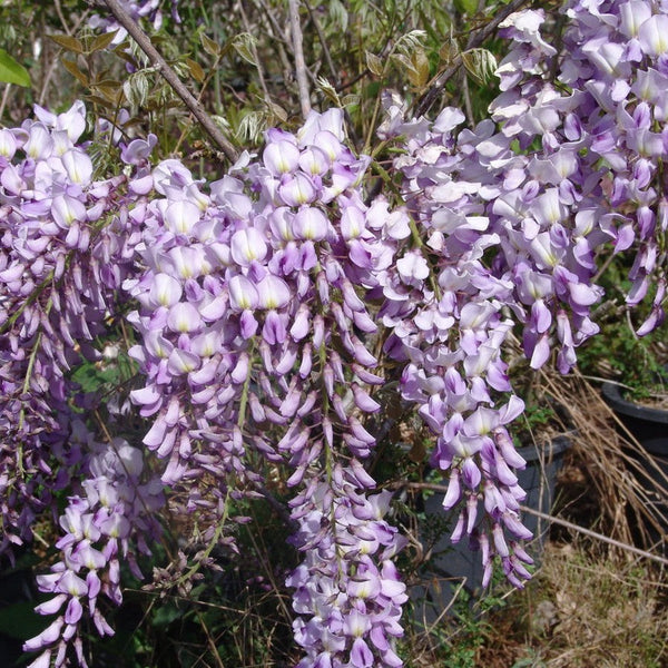 Wisteria_x_formosa_600x600_cro