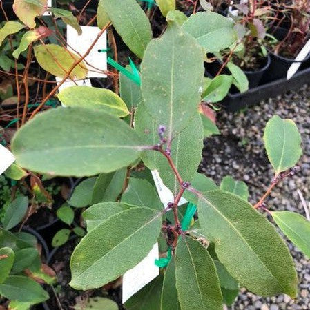 Zenobia pulverulenta 3