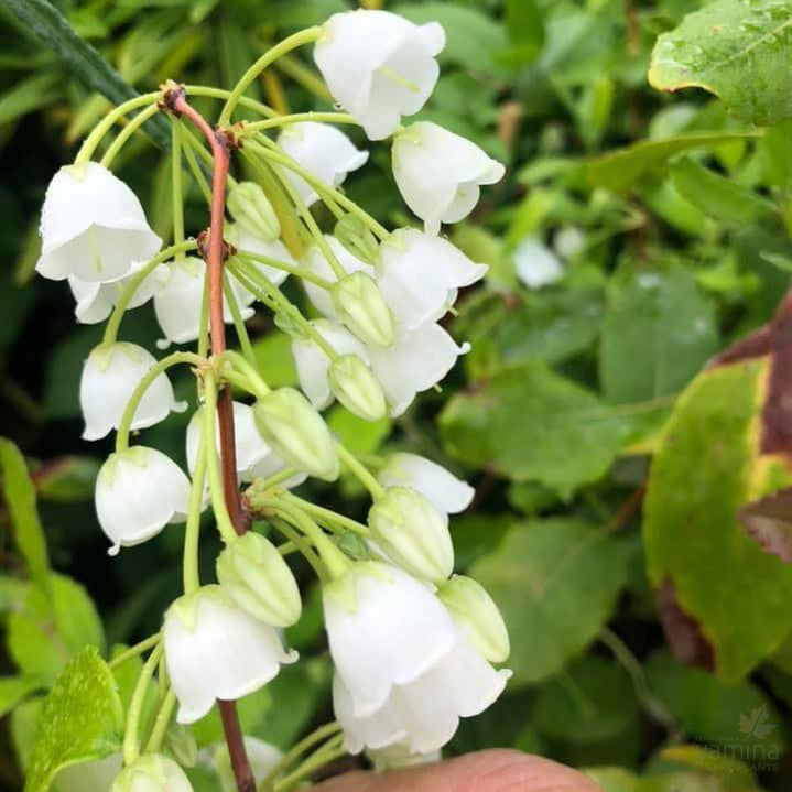 Zenobia pulverulenta 4