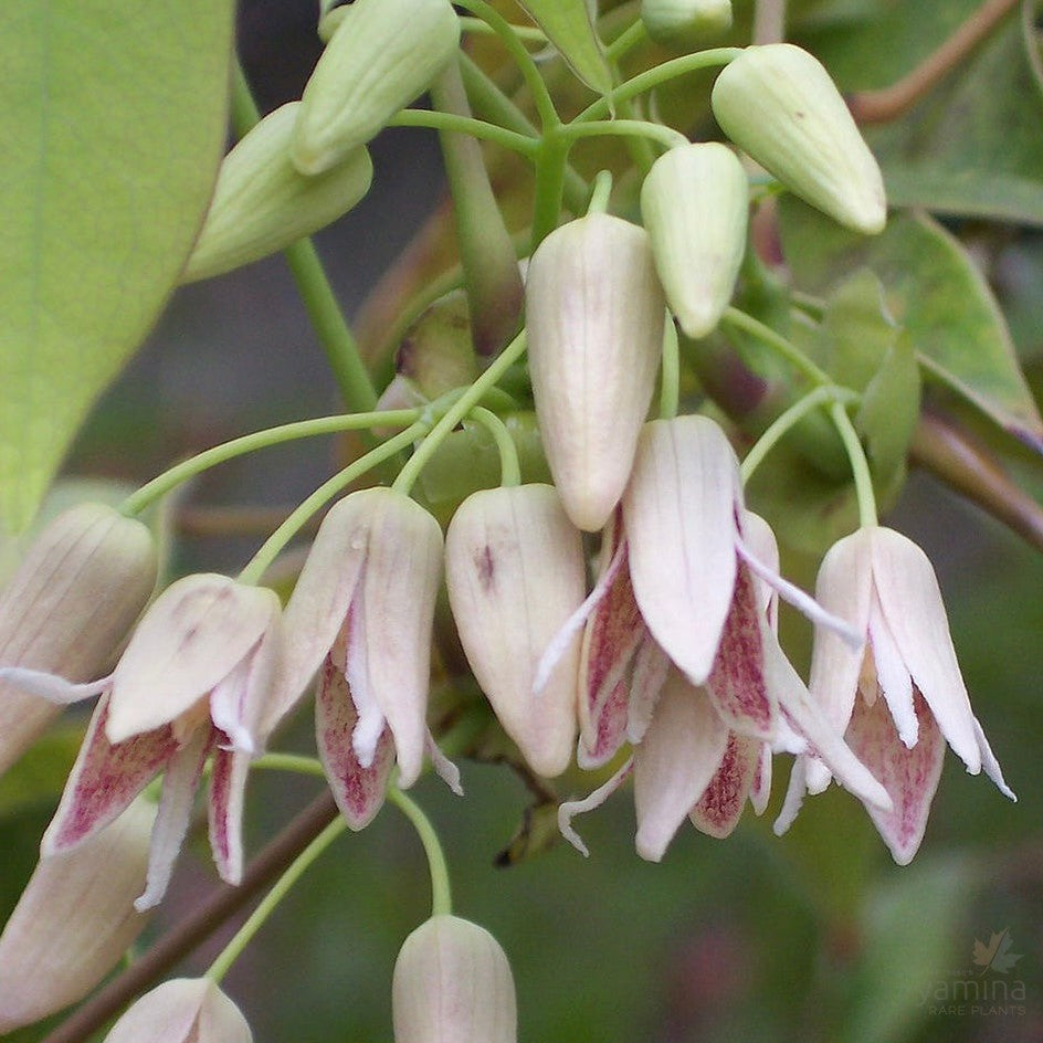 Stauntonia hexaphylla